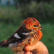 Two-barred Crossbill